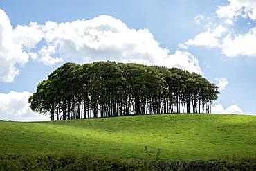 Landscape with Beech Tree copse on a hilly field under a cloudy sky