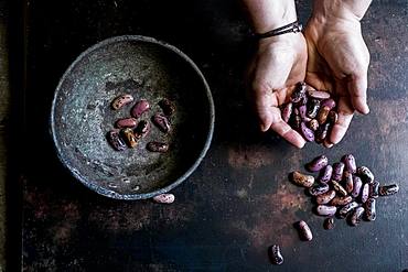 High angle close up of human hands holding grey metal bowl with purple speckled beans