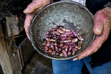 High angle close up of a pair of worn aged male human hands holding grey metal bowl with purple speckled beans, bean seeds