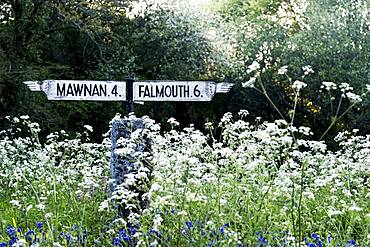 Traditional white signpost to Mawnan and Falmouth in Cornwall surrounded by white and blue wildflowers, Cornwall, United Kingdom