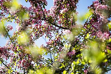 Close up of fruit tree branches with an abundance of pink and white blossoms