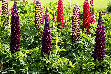 Close up of red and purple Lupines with lush green foliage