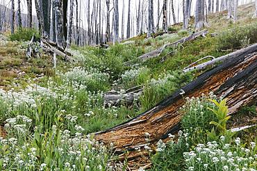 A previously burnt subalpine forest rebounds in summer with lodgepole pine and a variety of wildflowers, yarrow, aster, arnica and corn lily