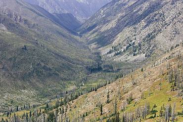 Mountainous forest and valley where a massive fire burned and now regrows, along the Pacific Crest Trail near Hart's Pass, Pasayten Wilderness, Okanogan-Wenatchee National Forest, Washington