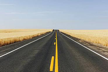 Road through fields of summer wheat, Whitman County, Palouse, Washington, United States of America