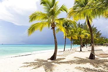 A white sand beach, turquoise sea and palm trees, Grand Cayman, Cayman Islands