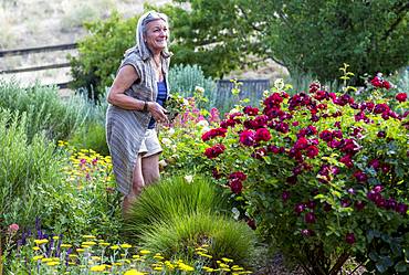 A senior adult, grandmother and her 5 year old grandson pruning roses in her garden