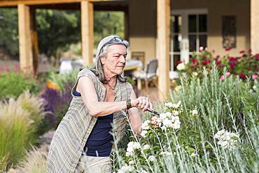 A senior adult, grandmother and her 5 year old grandson pruning roses in her garden