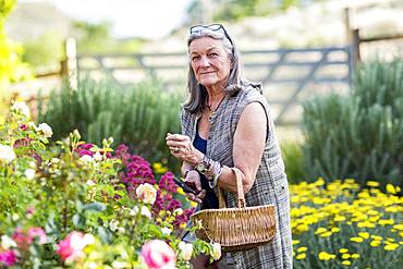 A senior adult, grandmother and her 5 year old grandson pruning roses in her garden