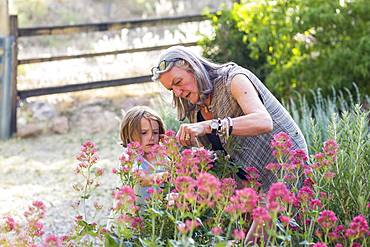 A senior adult, grandmother and her 5 year old grandson pruning roses in her garden