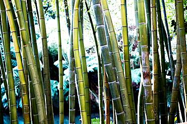 Close up of bamboo stems in a forest