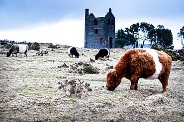 Herd of Galloway cattle grazing near a ruined tin mine engine house