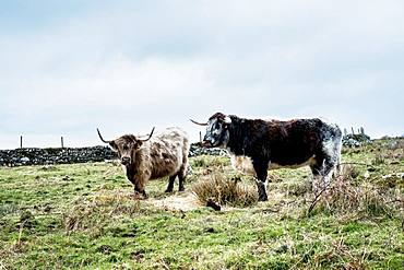 Two Highland cattle standing on a pasture