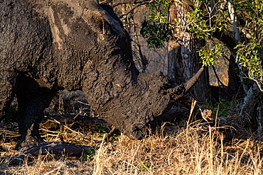 A white rhino, Ceratotherium simum, covered in mud, ears back, Londolozi Game Reserve, Sabi Sands, Greater Kruger National Park, South Africa