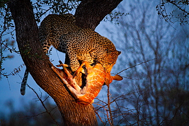 A leopard, Panthera pardus, stands in a tree at night, nyala kill in its mouth, Tragelaphus angasii, lit up by spotlight, Londolozi Game Reserve, Sabi Sands, Greater Kruger National Park, South Africa