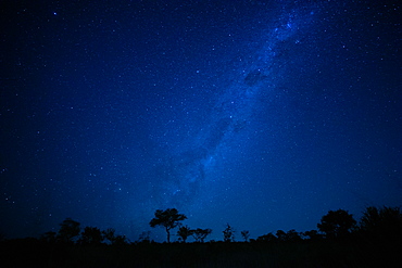 A landscape shot at night, silhouetted trees in the foreground and the Milky Way and stars in the background, Londolozi Game Reserve, Sabi Sands, Greater Kruger National Park, South Africa