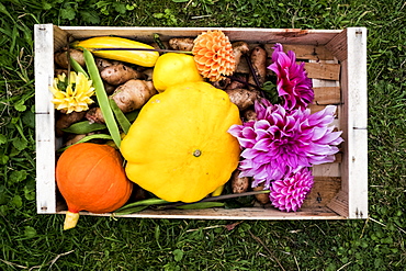 High angle close up of wooden box with fresh vegetables and cut pink Dahlias