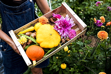 High angle close up of person holding wooden box with fresh vegetables and cut pink Dahlias