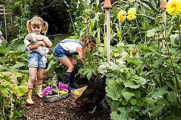 Two girls standing in a garden, holding chicken and picking vegetables