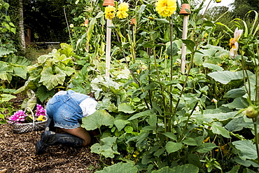 Girl kneeling in a garden, picking fresh vegetables