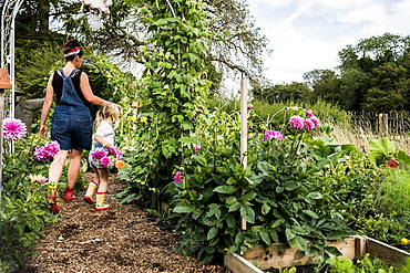 Girl and woman walking through a garden, carrying baskets with pink Dahlias