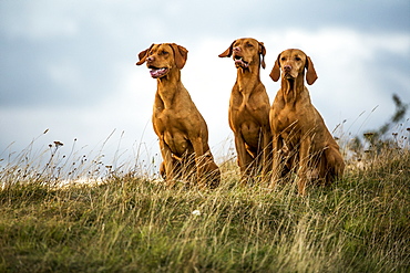 Portrait of three Vizla dogs sitting on a meadow