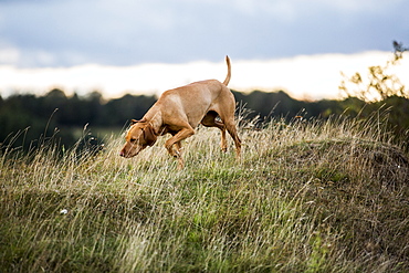 Vizla dog walking on a meadow, sniffing ground