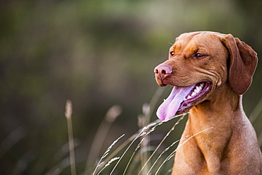 Portrait of Vizla dog sitting on a meadow