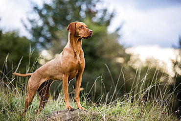 Portrait of Vizla dog standing on a meadow