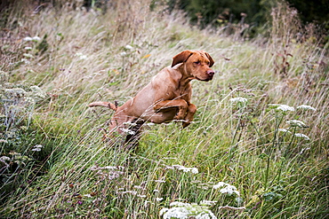 Portrait of Vizla dog running across a meadow