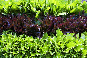 High angle close up of rows of different varieties of green and red lettuce