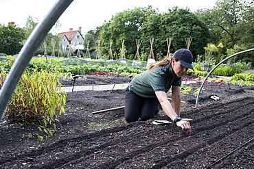 Woman kneeling in a vegetable bed, sowing seeds