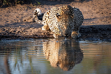 A leopard, Panthera pardus, crouches down to drink water, direct gaze, ears back, ripples in water, Londolozi Game Reserve, Sabi Sands, Greater Kruger National Park, South Africa