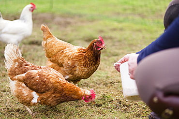 Domestic hens pecking at grain on the ground, Hens, Hampshire, England