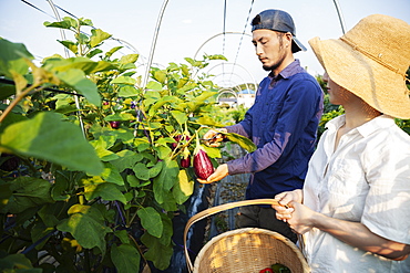 Japanese man wearing cap and woman wearing hat standing in vegetable field, picking fresh aubergines, Kyushu, Japan