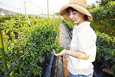 Japanese woman wearing hat standing in vegetable field, picking fresh peppers, Kyushu, Japan