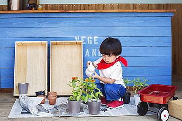 Japanese boy standing outside a farm shop, holding flower, looking at camera, Kyushu, Japan