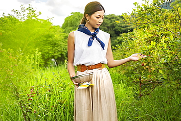 Japanese woman picking berries in a field, Kyushu, Japan