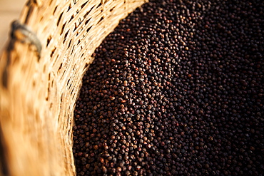 High angle close up of black peppercorns in a basket