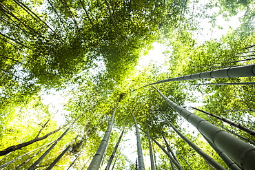 Low angle view of a bamboo forests with lush green canopy, Japan