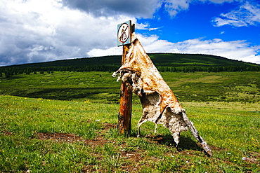 Close up of sheep hide stretched out to cure on a mountainside, Mongolia