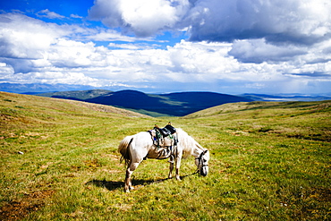 White saddled horse grazing on rolling plains and hilltops, Mongolia