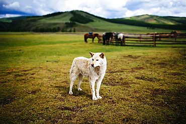 White guard dog standing on an open plains, small paddock with horses and hills in background, Mongolia