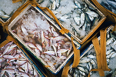 High angle close up of crates with small fish on ice, Indonesia