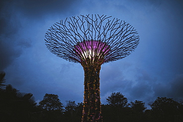 Low angle view of futuristic Supertree Grove at Gardens by the Bay in Singapore in the evening, Singapore