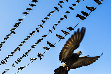 Low angle view of pigeons resting on electrical wires, Myanmar