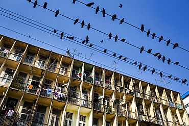 Low angle view of pigeons resting on electrical wires above an apartment building, Myanmar