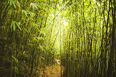 View along narrow footpath through dense bamboo forest, Vietnam