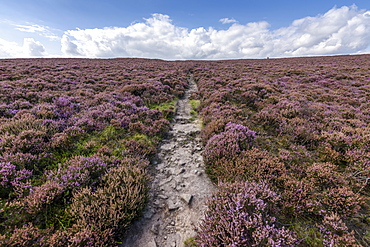 A footpath across the high moors of the Peak District National Park. Purple flowering heather, United Kingdom