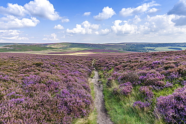 Footpath through fields of heather in the Peak District National Park. Moorland and view of the surrounding hills and landscape, United Kingdom